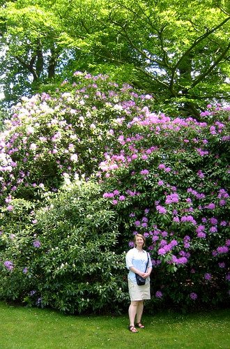Giant Rhodendron
