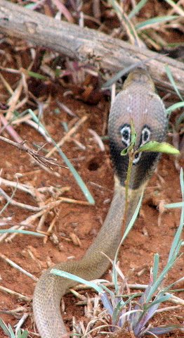 Baby Spectacled Cobra 1 July 07