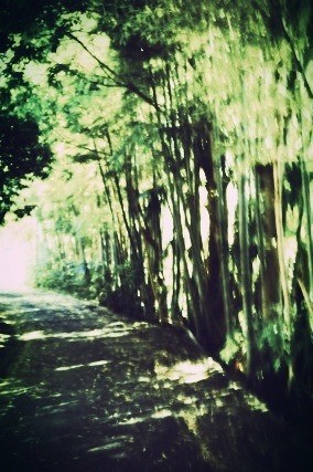 毎朝通る道の竹が好き。広い広い竹林をブラブラ歩いてみたい。 #SwankoLab