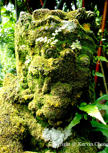 Moss-Covered