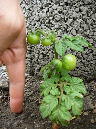 Tomaten 2007 (07)