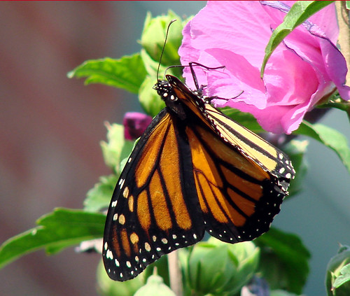 Monarch and Rose of Sharon