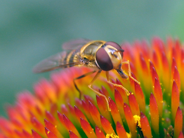 Hoverfly (Epistrophe grossulariae) female