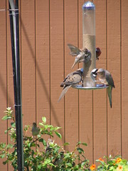 Backyard Birds 507