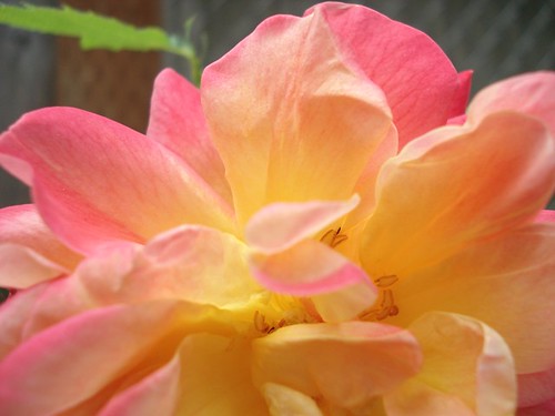 joseph's coat rose