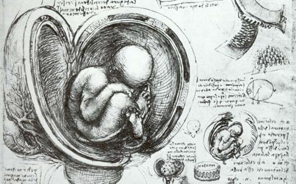 study of a womb