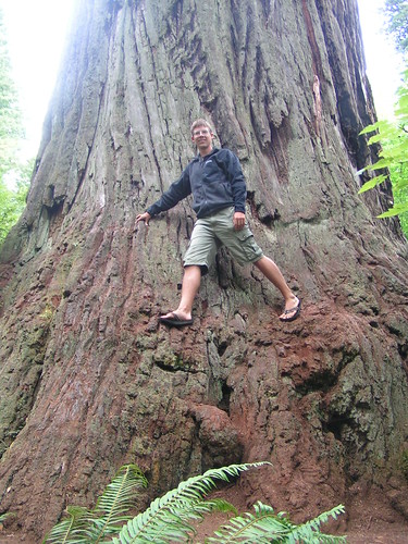 Romy on the Redwood