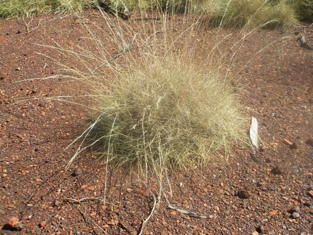 Spinifex (1)