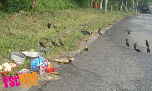  Hungry Mynah birds make a mess feasting on food offerings left at roadside
