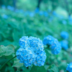 20100606 Kuragaike 4 (Blue ball)