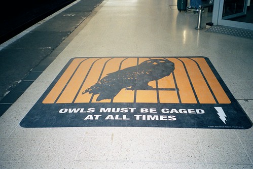 Platform 9 3/4 owls