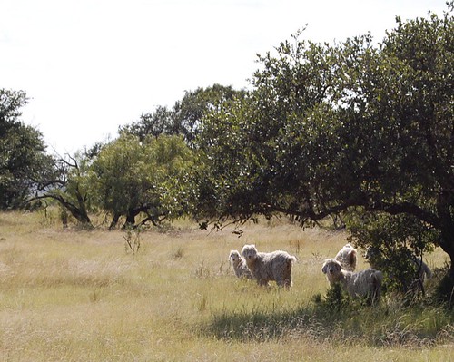 Ranch - Angora Goats