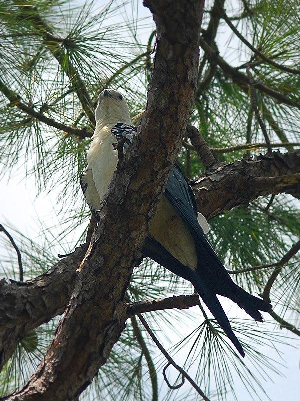 Swallow Tail Kite close roost