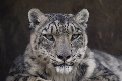 Snow Leopard - by BrianScott