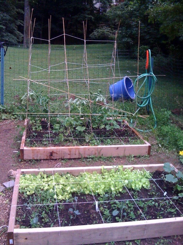 Trellised Tomatoes and Beans