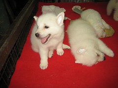 White German Shephard puppies for sale at Chatuchak by Shabhaz