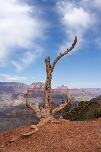 Tree against the Canyon