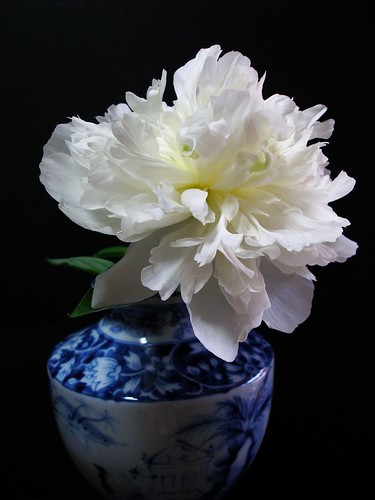 peony in a vase by tanakawho on flickr