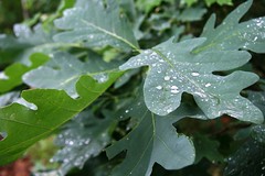 white oak leaves
