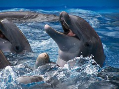Dolphins @ Sea World San Antonio