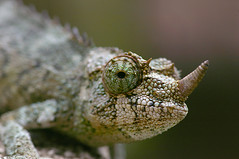chameleon 2