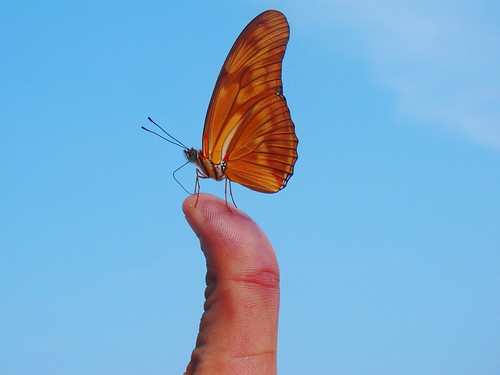 Mariposa en mi mano (11)