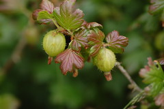 Gooseberries hanging on a bush