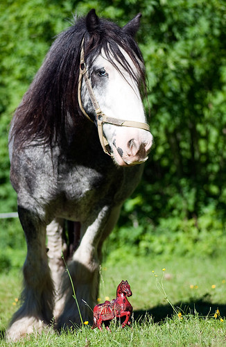 Två vackra hästar