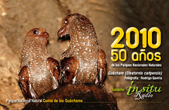 El Guácharo (Steatornis caripensis) por Parques Nacionales Naturales de Colombia