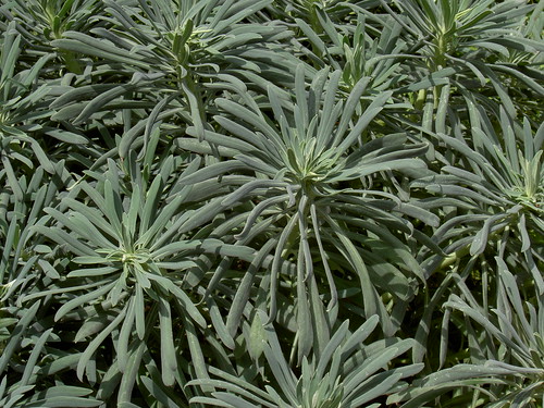 Euphorbia characias Glacier Blue - photo courtesy Flickr user Liashi