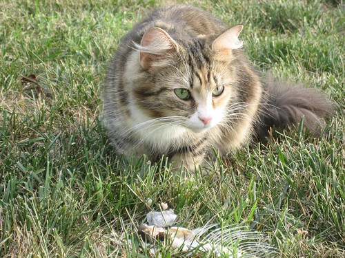 Wild Kingdom in the Backyard- Stray Cat and Fish