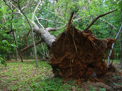 photo of uprooted tree, facing the light brown soil and roots
