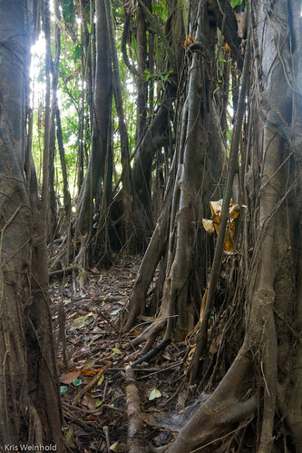 Banyan Trees in the Amazon Rainforest