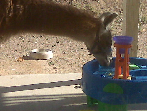 Quechua sips from a neighbor's water toy