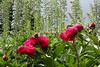 Peonies and delphiniums