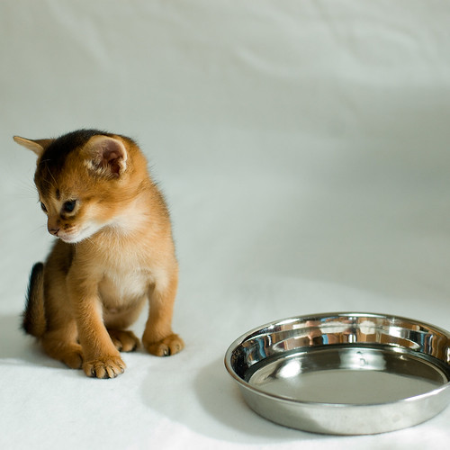 kitten and a empty dish