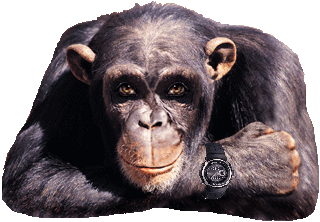 Image result for ape with a watch gif