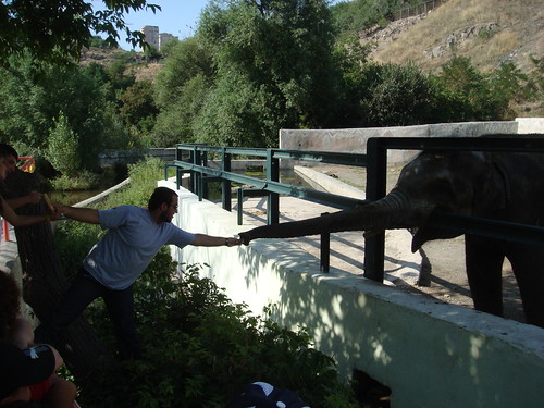 Elephant Feeding