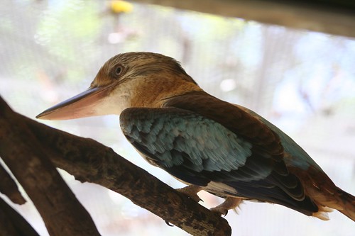 Blue-Winged Kookabuura