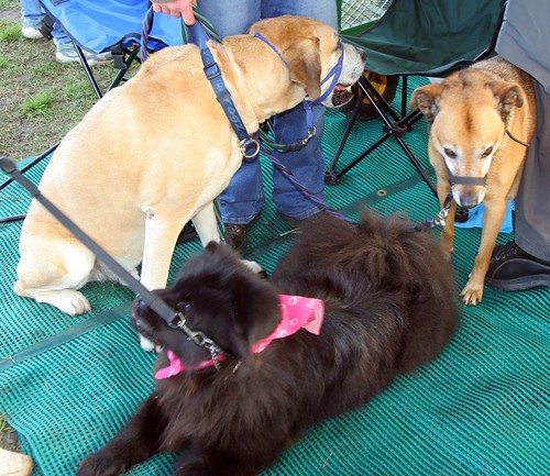 THE WHOLE CREW UNDER THE TENTS AT THE DOG SHOW