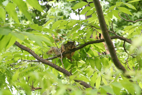 Squirrel in Pecan Tree