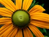Sunshine in a flower... :-) by annpar