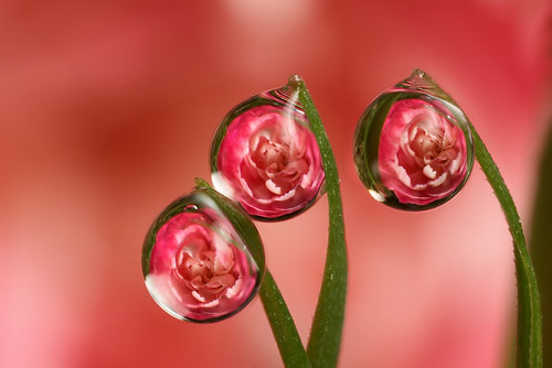 Carnation dewdrop flower refraction #3 by Lord V.