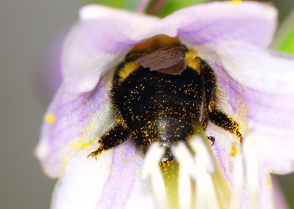 Bumble and pollen