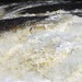 Salmon Jumping - Big Falls