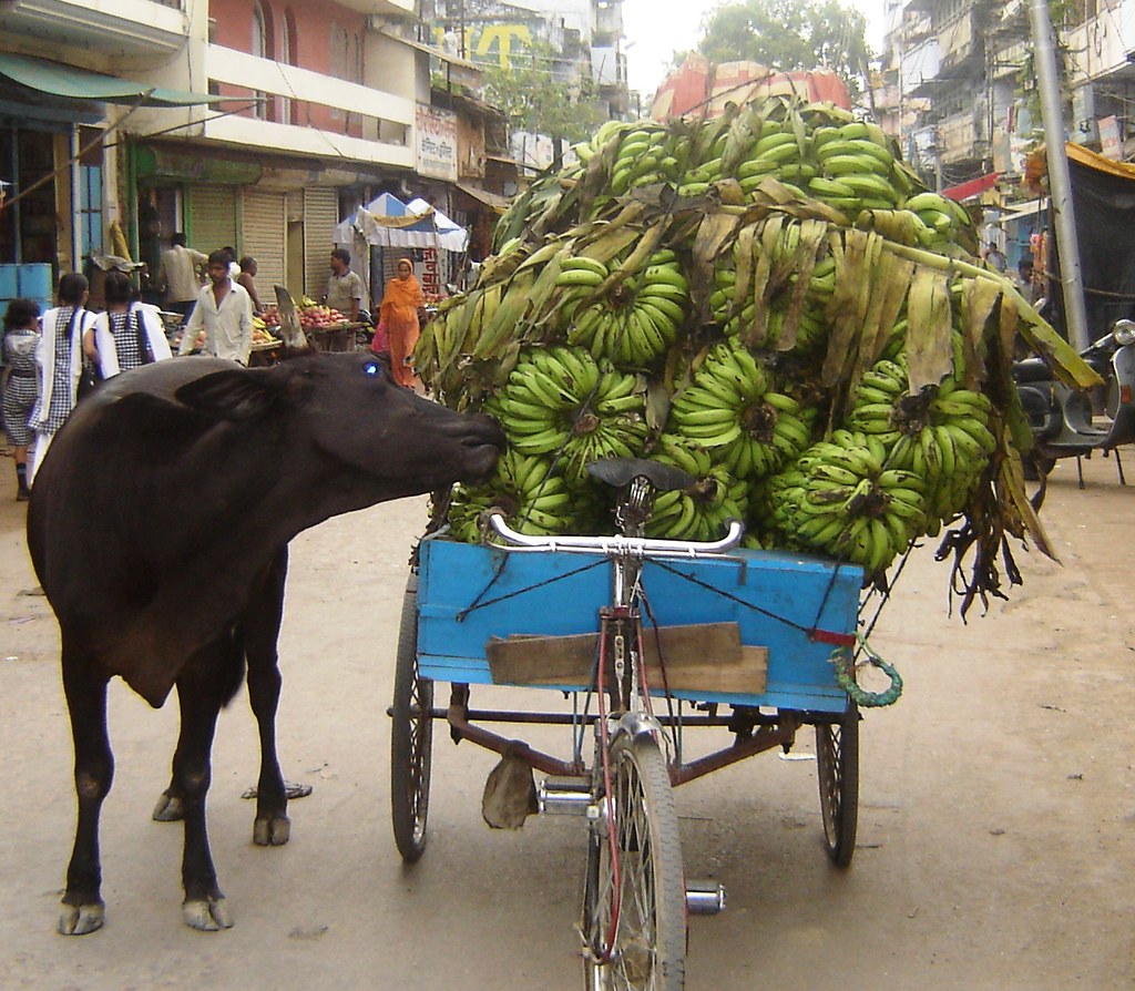 Cow  n Green Bananas