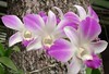 orchid_Dendrobium.jpg