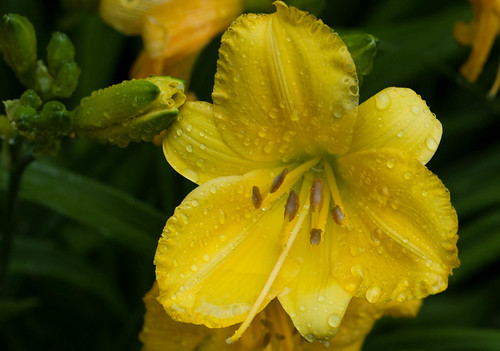 Rainy daylily