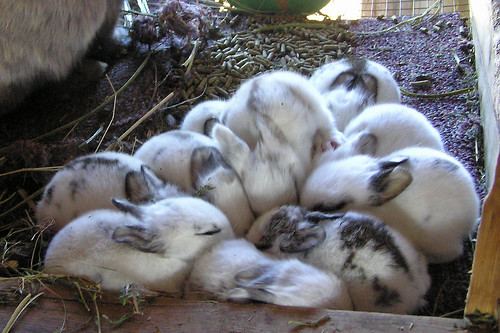 bunny pile