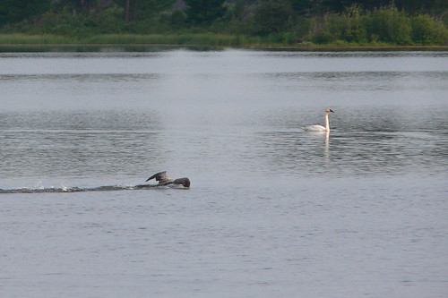 Common Loon with Trumpeter Swan